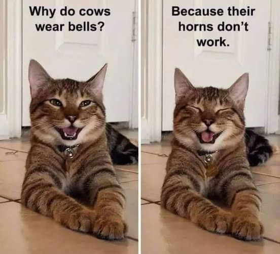 cats